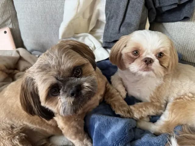 Momo and Appa looking at the camera